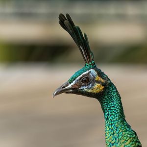 Javan Green Peafowl, Thrigby, UK