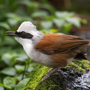 White crested laughing thrush, Thrigby, UK