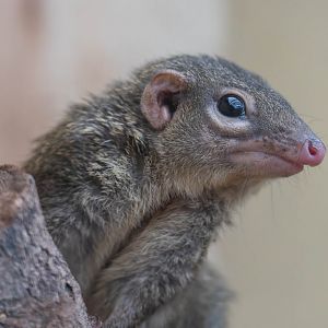 Northern Treeshrew, Thrigby, UK