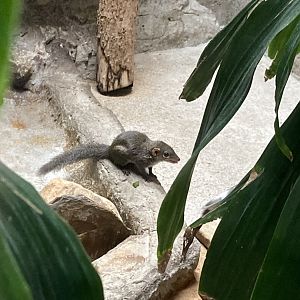 Northern tree shrew
