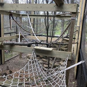 Allen’s Swamp Monkey Outdoor Exhibit