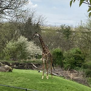Masai Giraffe