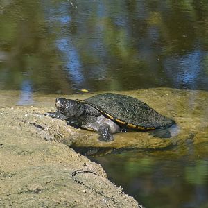 Saw-shelled Turtle