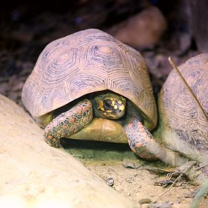 Red-footed Tortoise