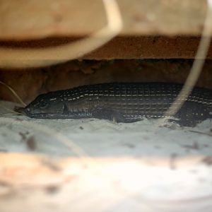 Sudan Plated Lizard