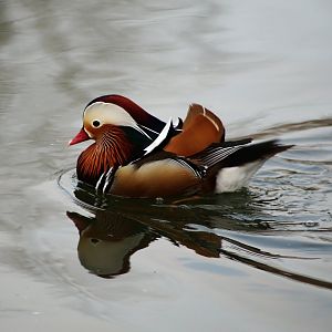 Mandarin Duck
