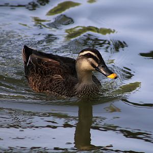 Chinese Spot-billed Duck (Anas zonorhyncha)