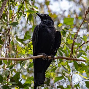 Australian Raven