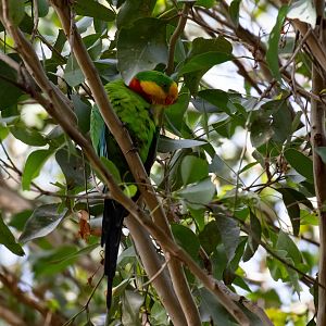 Superb Parrot