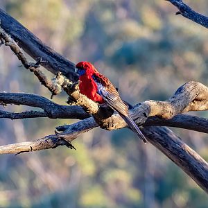Crimson Rosella