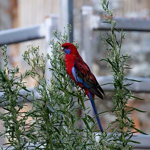 Crimson Rosella