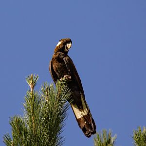 Yellow-tailed Black Cockatoo
