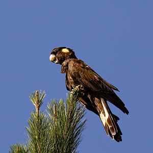Yellow-tailed Black Cockatoo