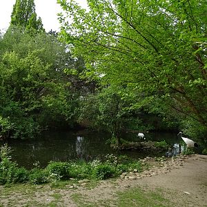 Red-crowned crane enclosure