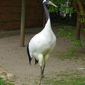 Red-crowned crane (Grus japonensis)