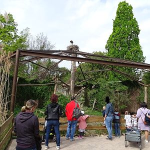 Aviary for common raven and griffon vulture