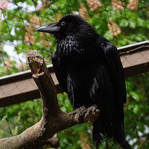 Common raven (Corvus corax corax)