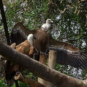 Western Eurasian griffon vulture (Gyps fulvus fulvus)