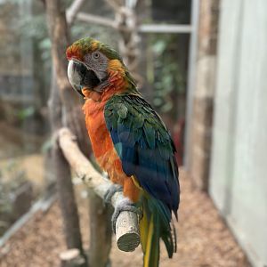 Catalina Macaw