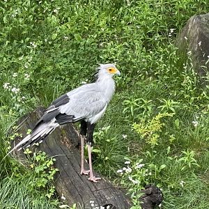 Secretary Bird
