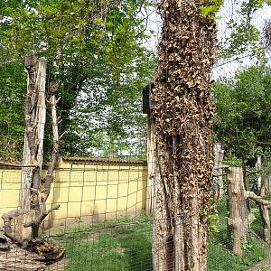 Aviary for hooded vulture and ground hornbill