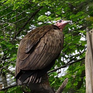 Hooded vulture (Necrosyrtes monachus)