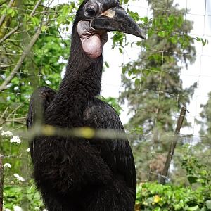 Abyssinian ground hornbill (Bucorvus abyssinicus)
