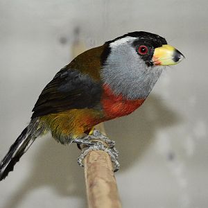 Toucan barbet (Semnornis ramphastinus ramphastinus)
