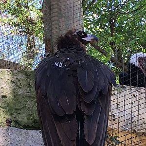 Cinereous Vulture (Aegypius monachus