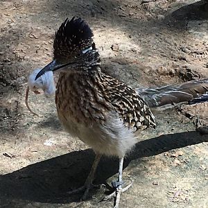 Greater Roadrunner (Geococcyx californianus)