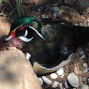 Wood Duck (Aix sponsa)