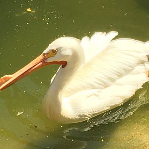 American White Pelican (Pelecanus erythrorhynchos)
