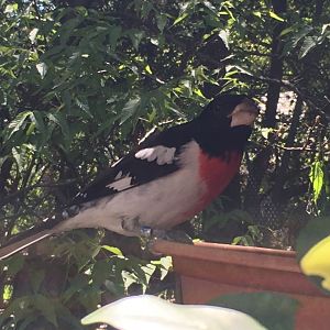 Rose-Breasted Grosbeak (Pheucticus ludovicianus)