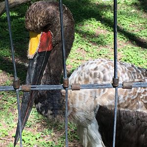 Saddle-Billed Stork (Ephippiorhynchus senegalensis)