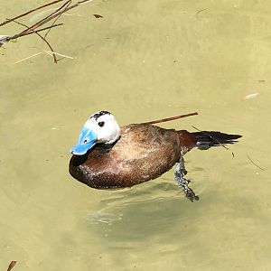 White-Headed Duck (Oxyura leucocephala)