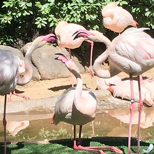Greater Flamingos (Phoenicopterus roseus)