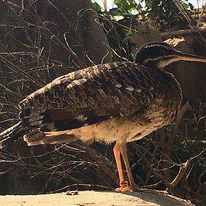 Sunbittern (Eurypyga helias)