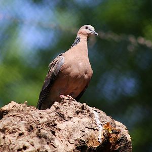 Spotted Dove