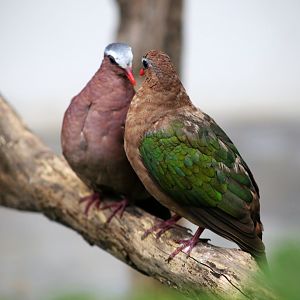 Grey-capped Emerald Dove