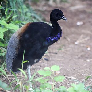 Grey-winged Trumpeter