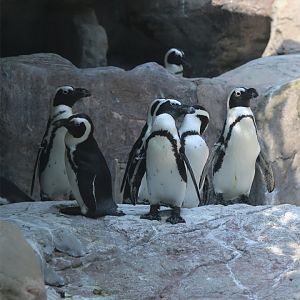 African Penguin