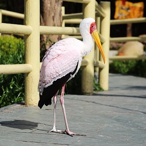 Yellow-billed Stork