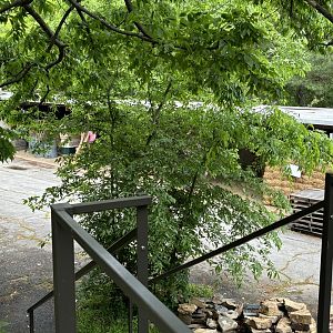 Backstage Area Near Hoofstock Area