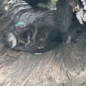 Spotted Necked Otter