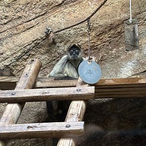 Black Handed Spider Monkey