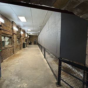 Upcoming Komodo Dragon Exhibit