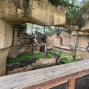 New Binturong Exhibit