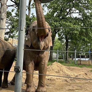 Asian Elephant