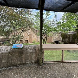 Reeve’s Muntjac Exhibit