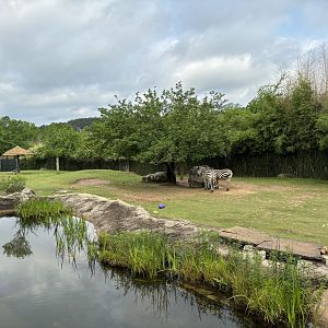 African Savanna Exhibit Middle